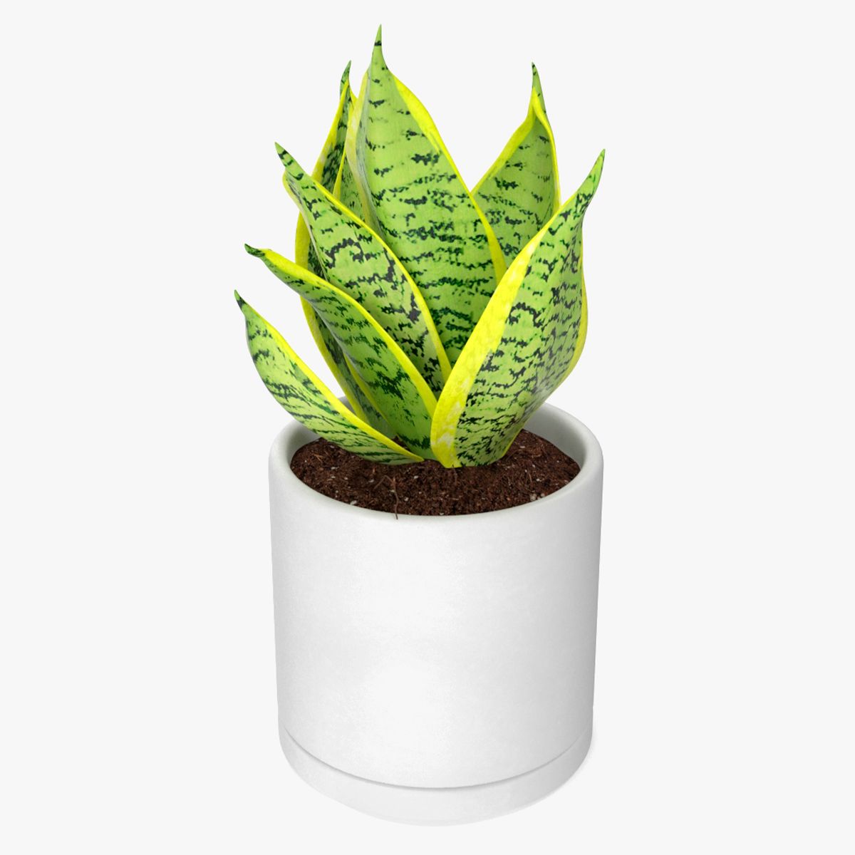 Variegated Snake Plant 3d model