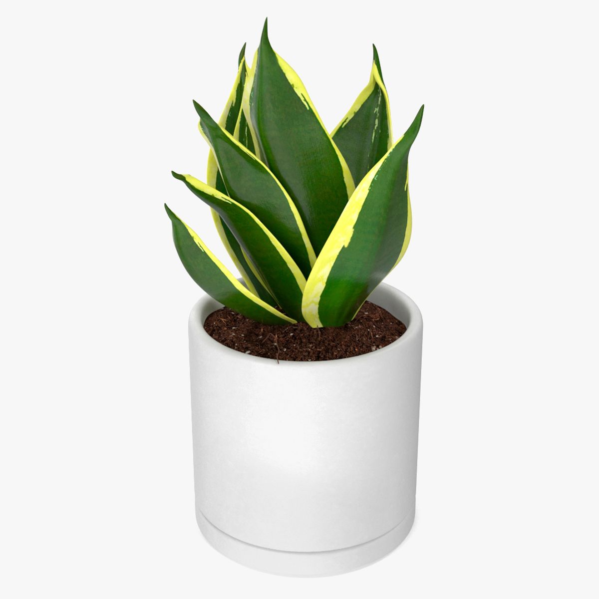 Vipers Bowstring Hemp Plant 3d model