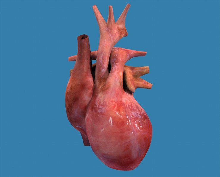 Heart Human Textured 3d model