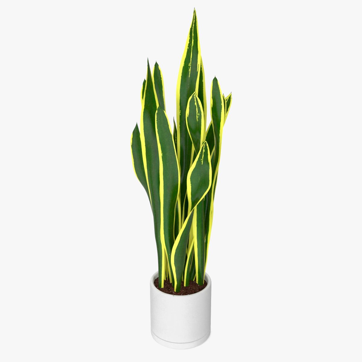 Sansevieria Trifasciata 3d model