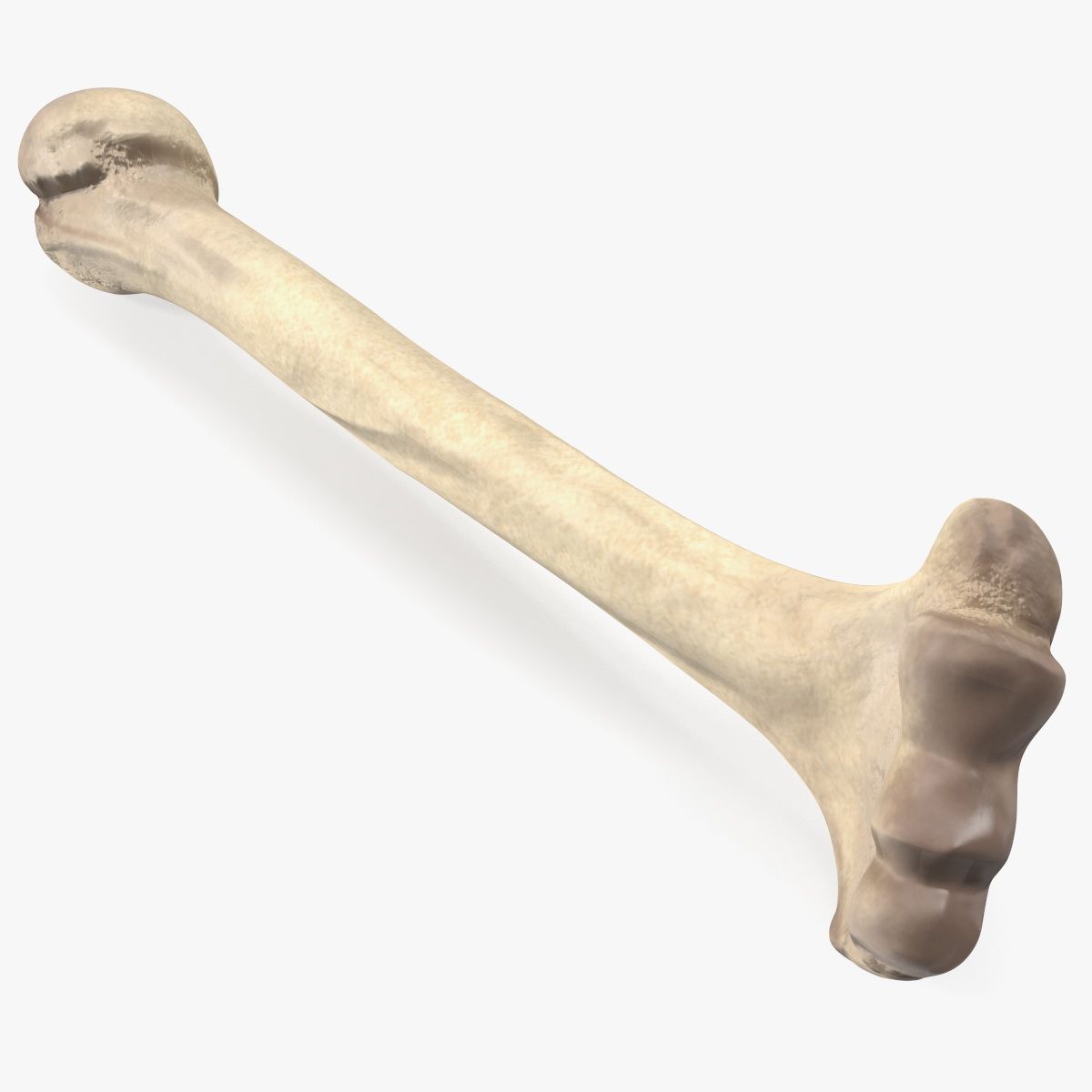 Bone 3d model