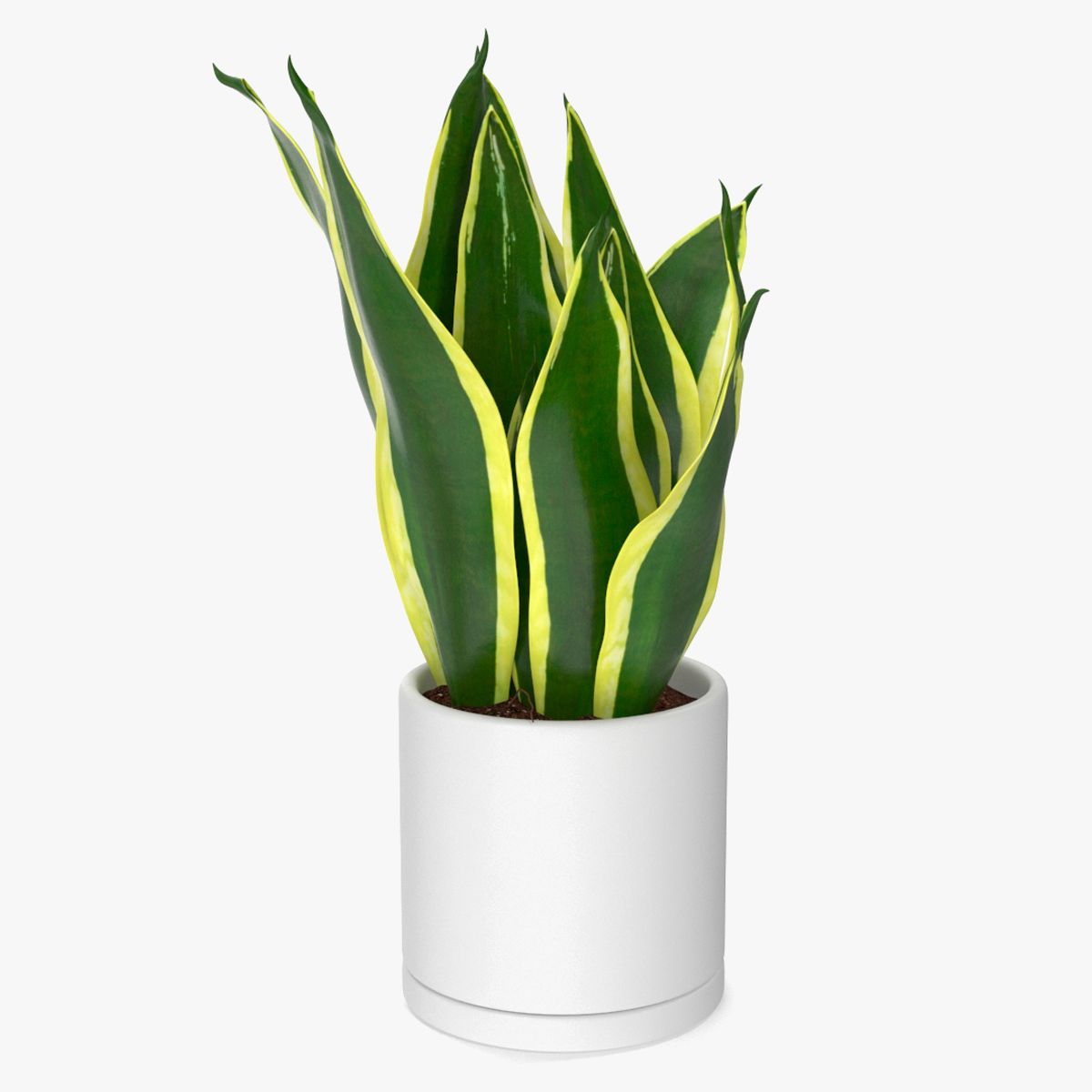 Mother in Laws Tongue Plant 3d model