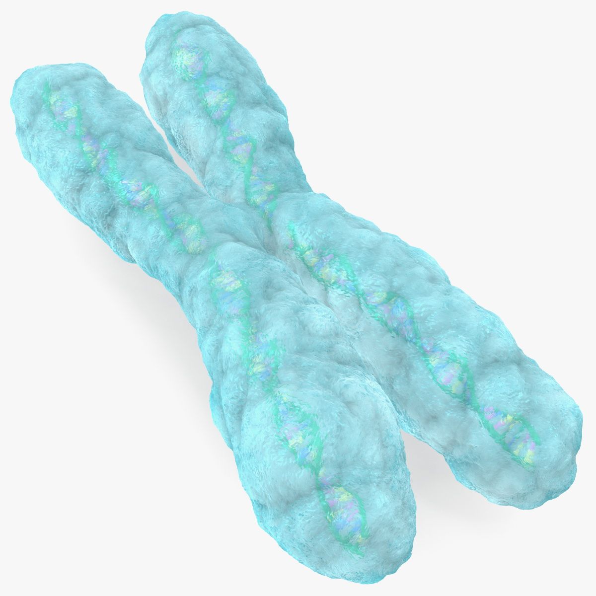 Human X Chromosome 3d model