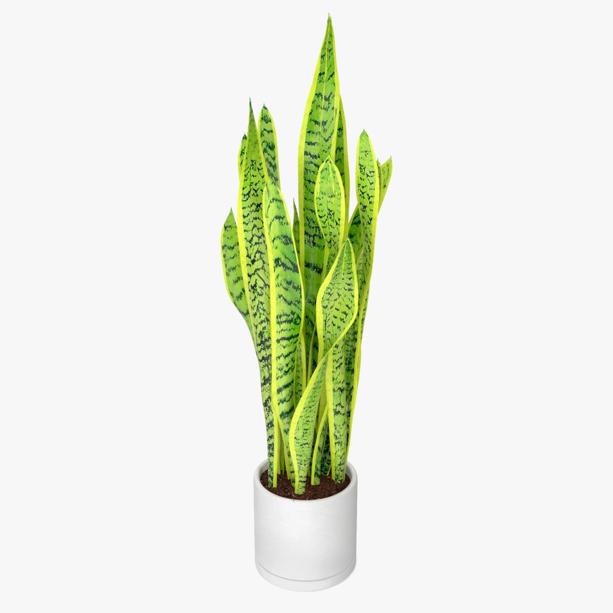 Saint Georges Sword Plant 3d model