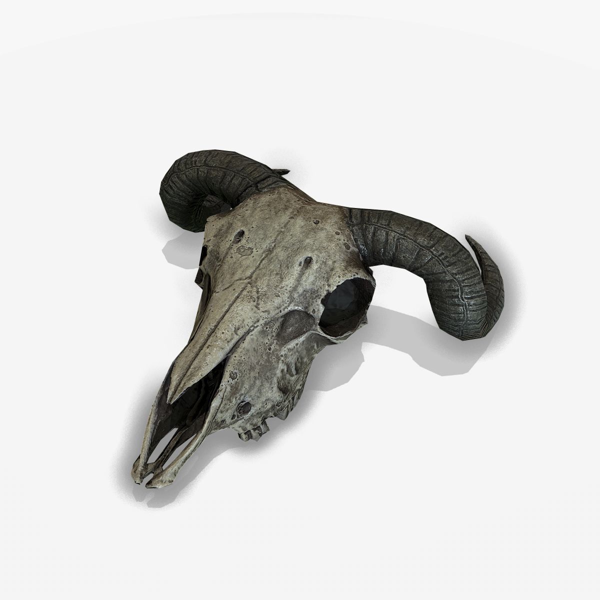 Dierlijke schedel 3d model
