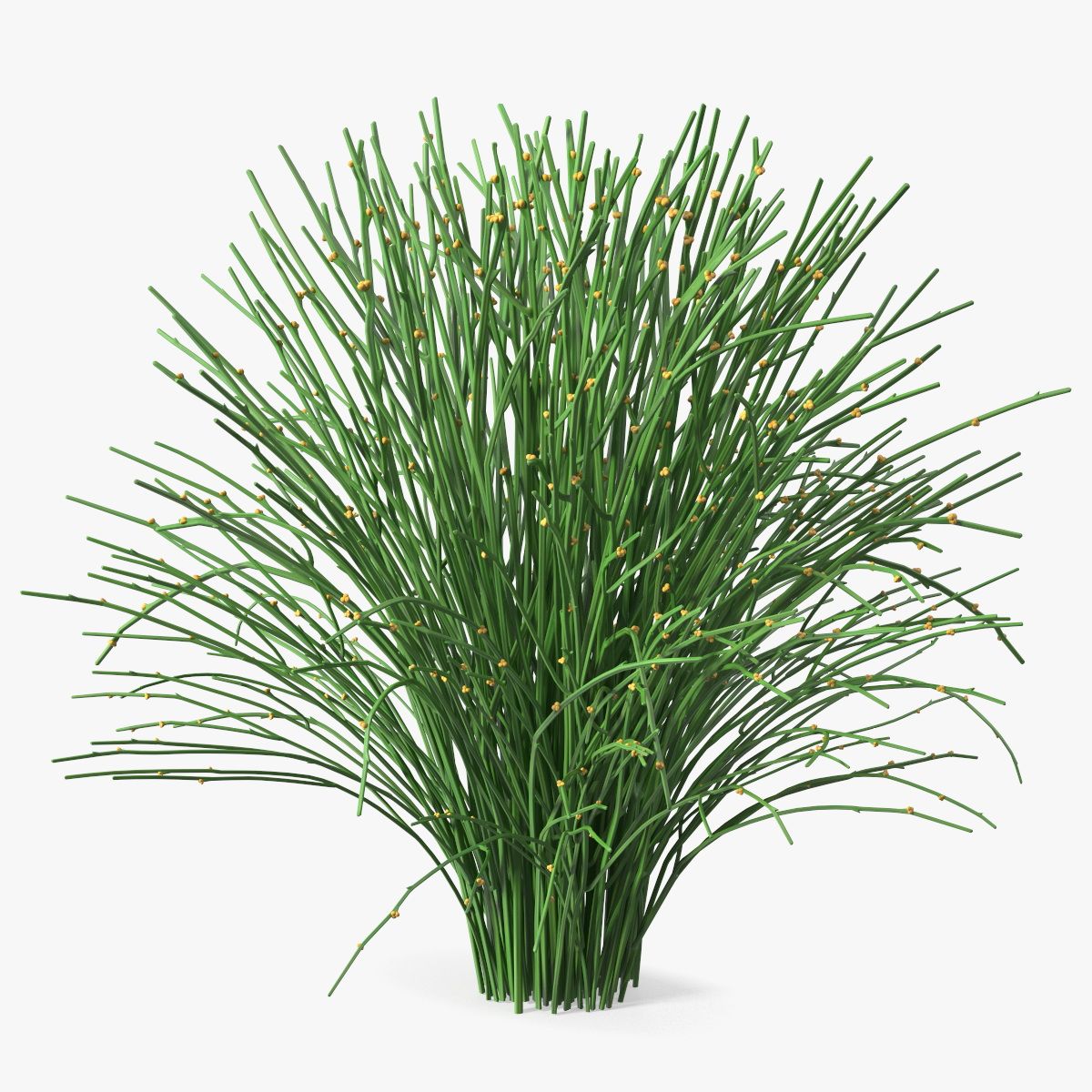 Whisk Fern 3d model